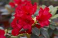Rhododendron repens Bengal Różanecznik